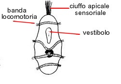 Doliolaria